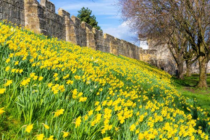 Daffodils on the city walls